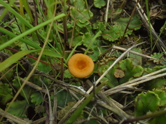 Loreleia postii