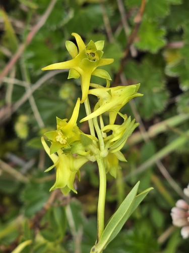 Halenia weddelliana Gilg