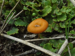 Loreleia postii