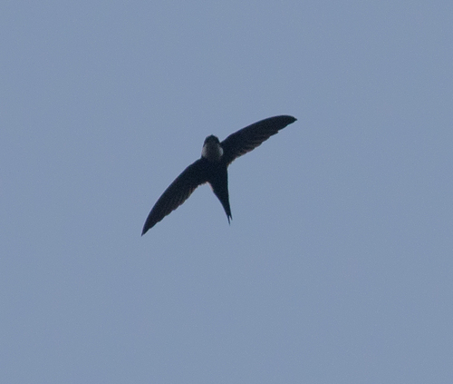 Lesser Swallow-tailed Swift (Panyptila cayennensis), photo 3