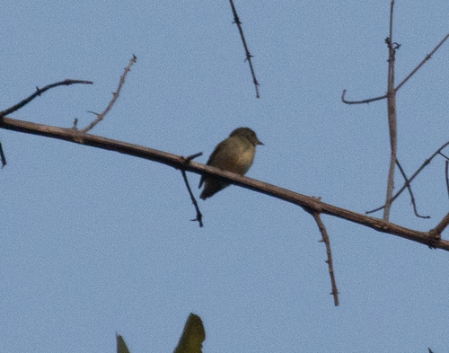 Tiny Tyrant-Manakin (Tyranneutes virescens)