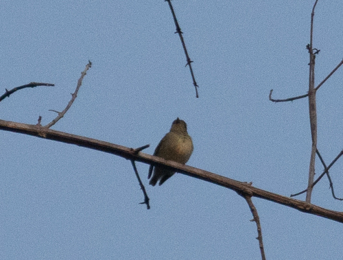 Tiny Tyrant-Manakin (Tyranneutes virescens), photo 2