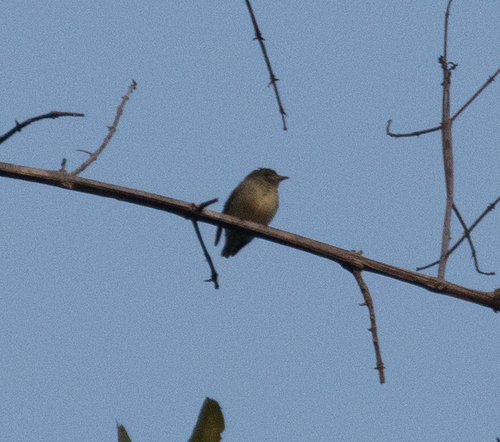 Tiny Tyrant-Manakin (Tyranneutes virescens), photo 4