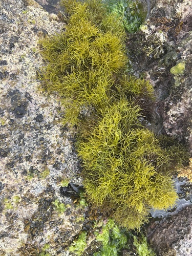 Ahnfeltiopsis observed 2025-02-08