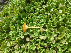 Loreleia postii