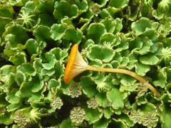 Loreleia postii