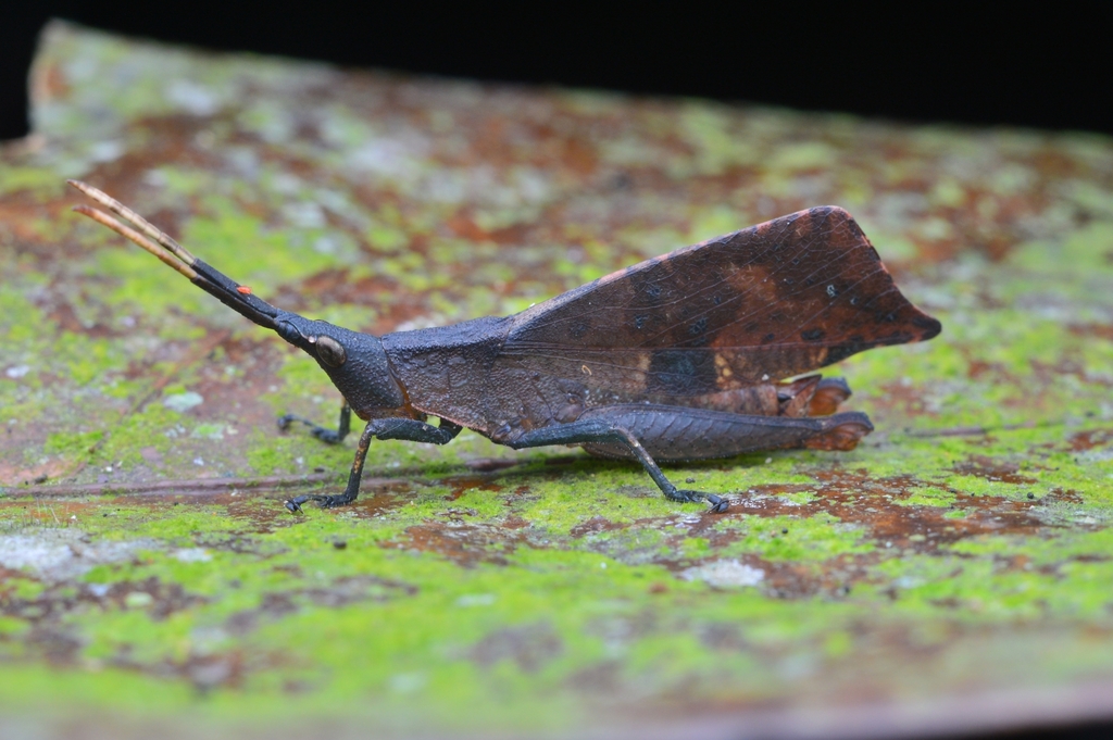 Trigonopteryx punctata