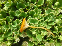 Loreleia postii