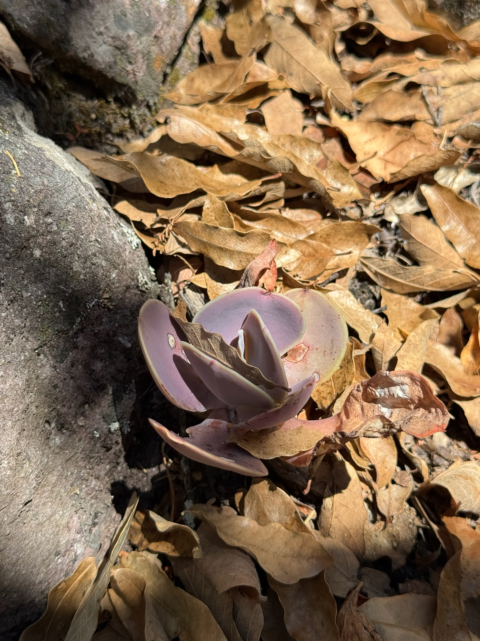 Imagem de Rosa-de-pedra