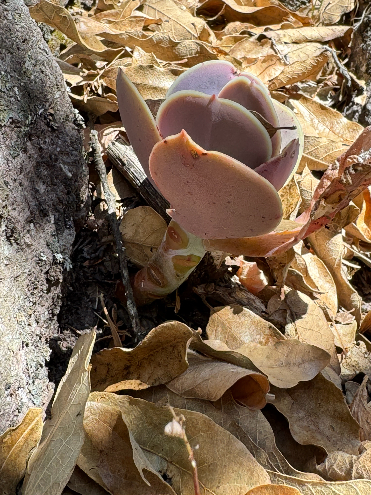 Imagem de Rosa-de-pedra