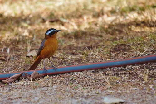 White-browed Robin-Chat (Cossypha heuglini), photo 10