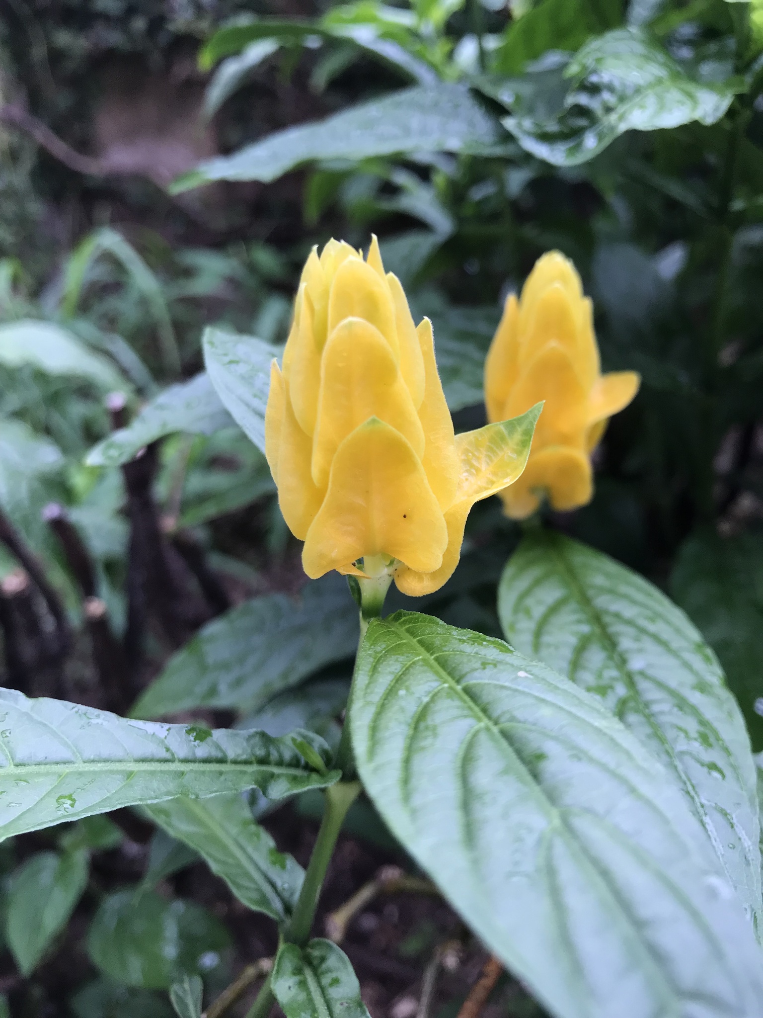 Pachystachys lutea