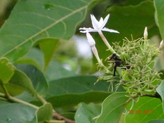 Jasminum malabaricum