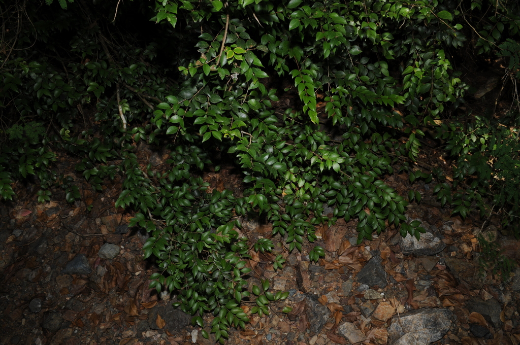 Eugenia procera; photograph (c) Grace Merkert, some rights reserved (CC BY)
