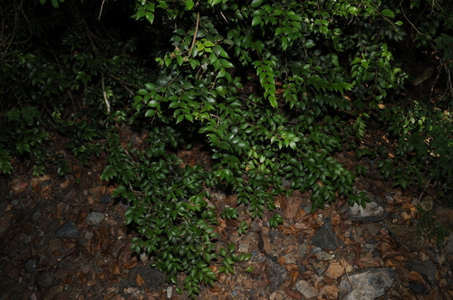 Eugenia procera