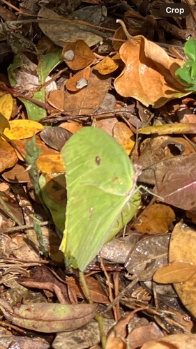 Mariposa azufre gigante amarilla