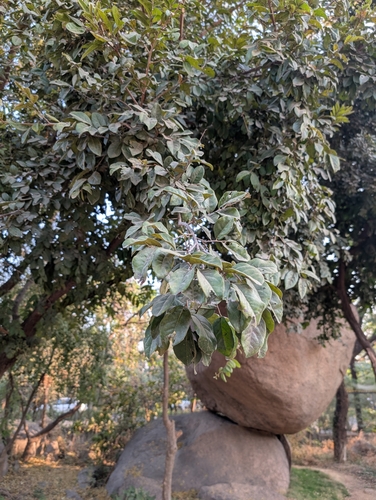 Diospyros chloroxylon, photograph 2