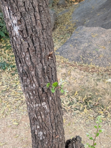 Diospyros chloroxylon, photograph 3