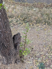 Diospyros chloroxylon, photograph Ravuri Krishna Chaitanya, CC BY, iNaturalist via GBIF