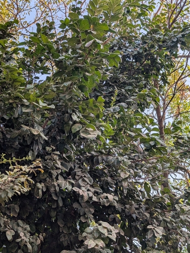 Diospyros chloroxylon, photograph 5