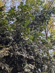 Diospyros chloroxylon, photograph Ravuri Krishna Chaitanya, CC BY, iNaturalist via GBIF