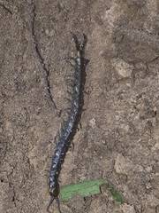 Cormocephalus esulcatus