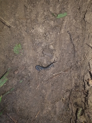 Cormocephalus esulcatus