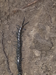 Cormocephalus esulcatus