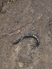 Cormocephalus esulcatus