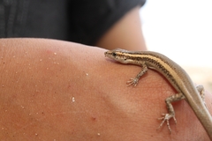 Cryptoblepharus cursor