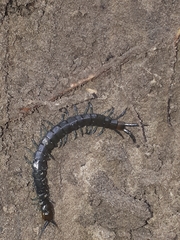 Cormocephalus esulcatus