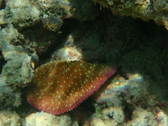 Fungia fungites