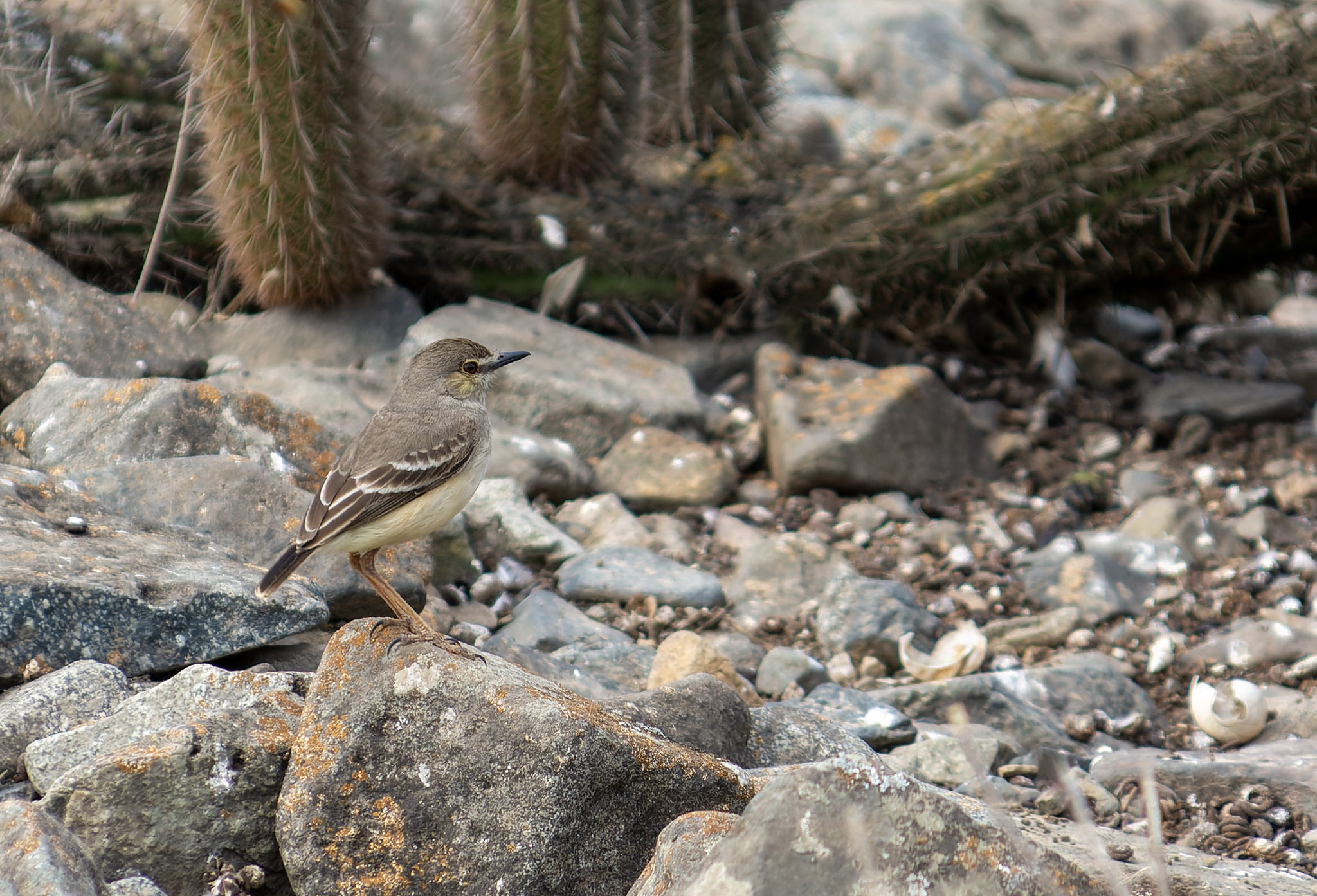 Short-tailed Field Tyrant (Muscigralla brevicauda), photo 7