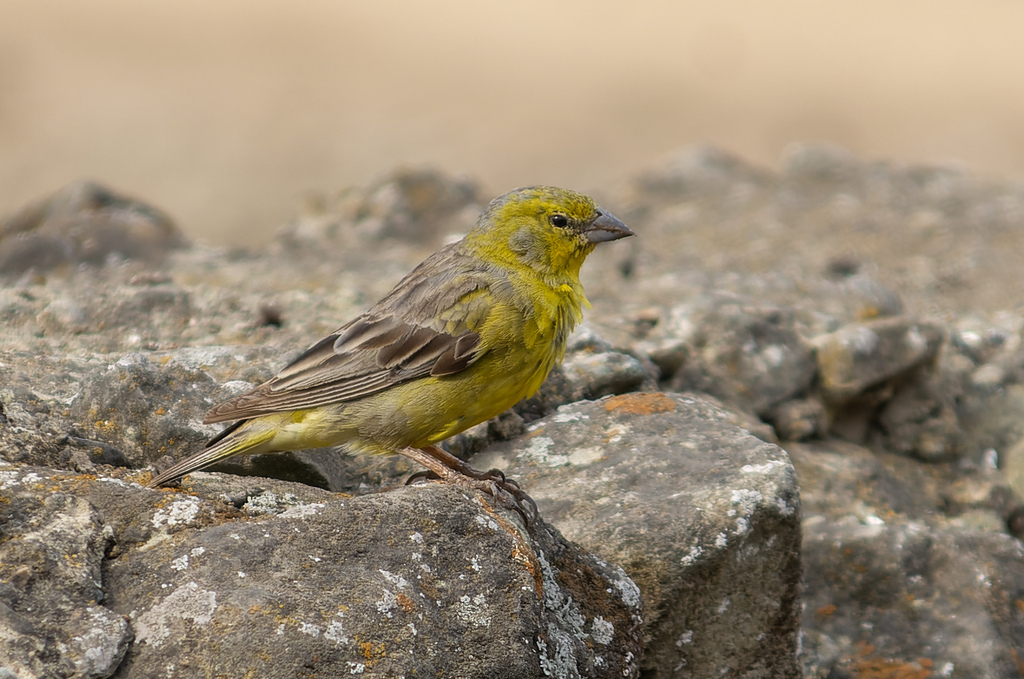 Raimondi's Yellow-Finch
