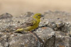 Raimondi's Yellow-Finch photo 1