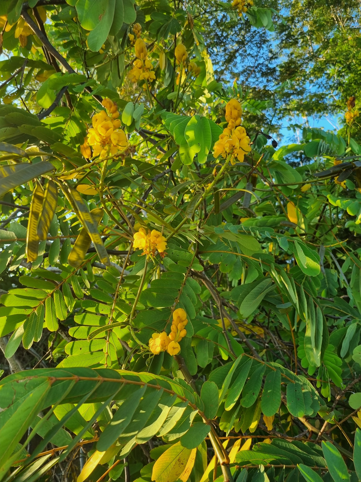 Imagem de Mata-pasto