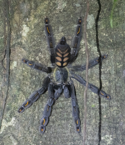 suntiger tarantula