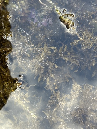 Sargassum aquifolium observed 2025-02-08