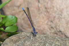 Argia hinei