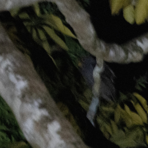 Black-banded Owl (Strix huhula), photo 2