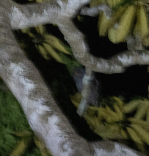 Black-banded Owl (Strix huhula), photo 10