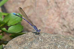 Argia hinei