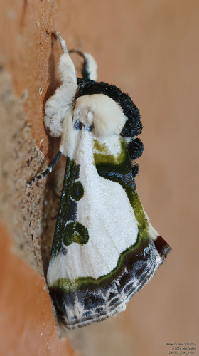 Wilson's Wood-nymph Moth photo 4