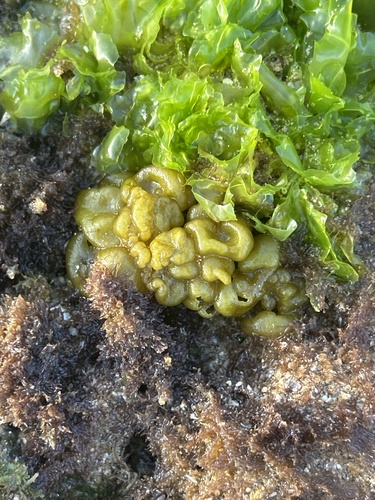 Colpomenia sinuosa observed 2025-02-08