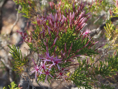 Calytrix exstipulata