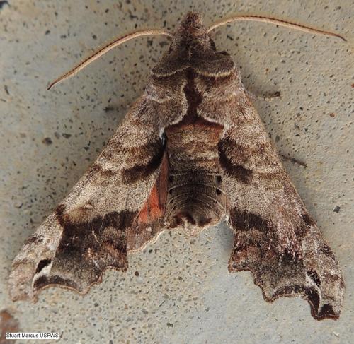 Deidamia inscriptum