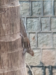 Funambulus palmarum