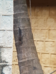 Funambulus palmarum