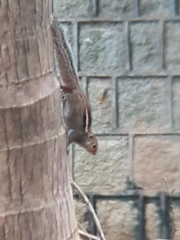 Funambulus palmarum