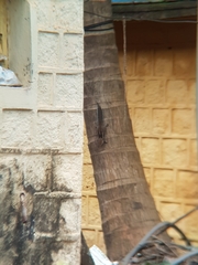 Funambulus palmarum